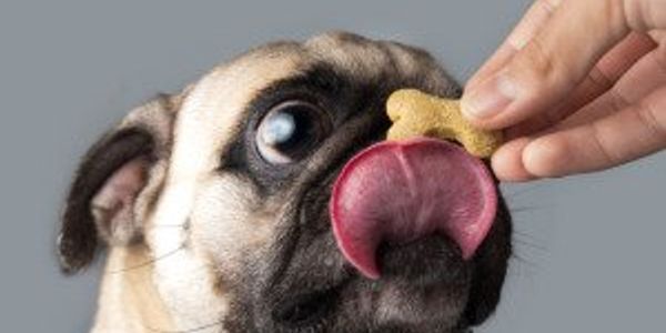 How expensive is owning a dog?