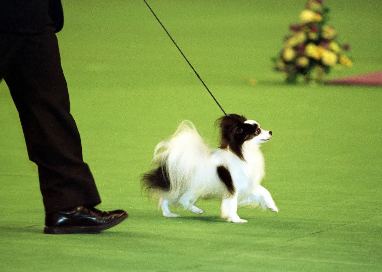 Westminster Kennel Club Best in Show winner Kirby struts his stuff in the center ring at Madison Square Garden in 1999.