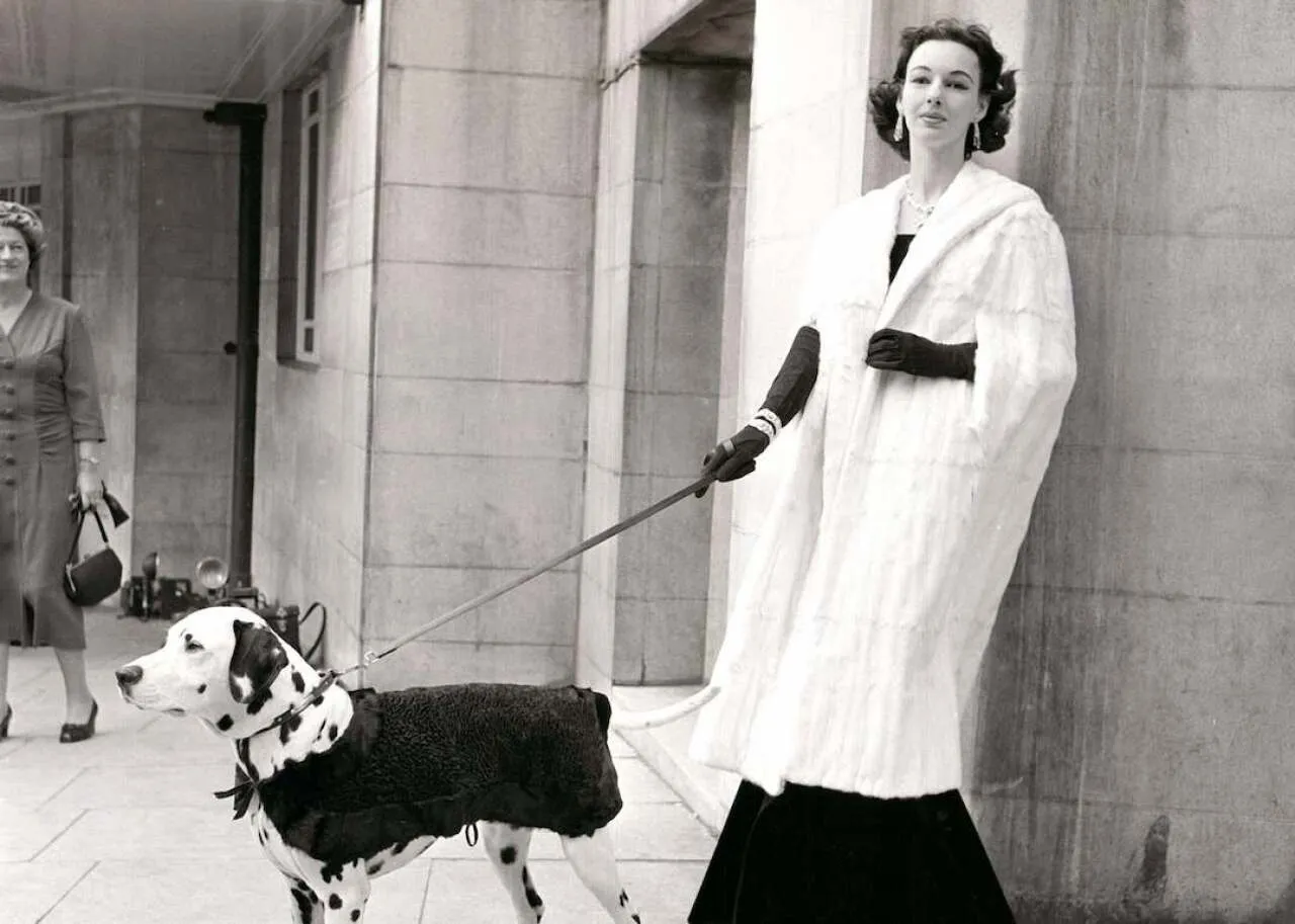 Dalmatian dog and owner wearing fur coats in 1957.