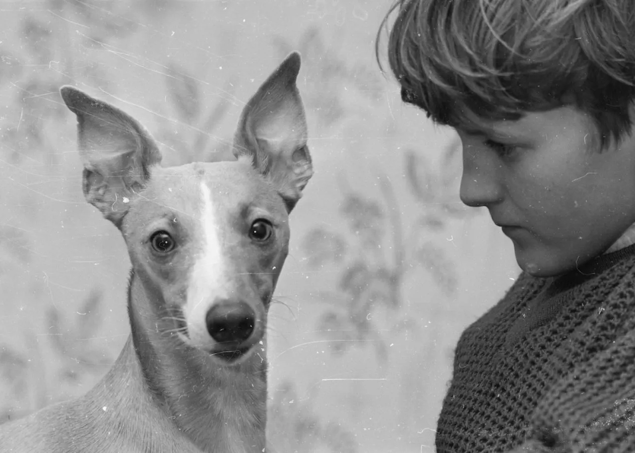 A boy with his pet whippet.