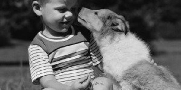Vintage photos of America's most popular dog breeds