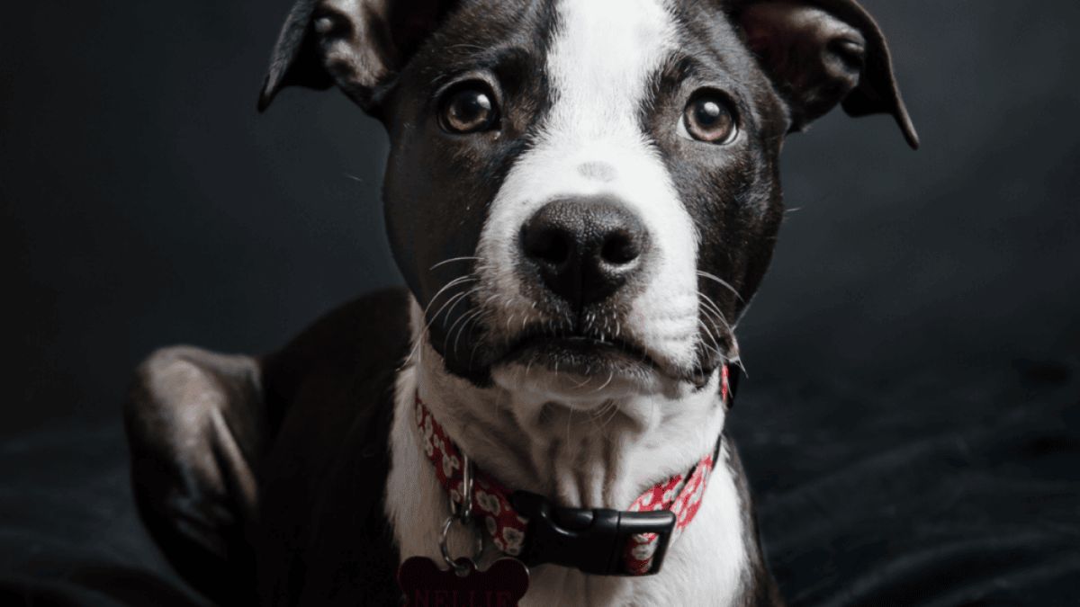 50 major milestones from the history of dogs | AM 560 The ANSWER ...