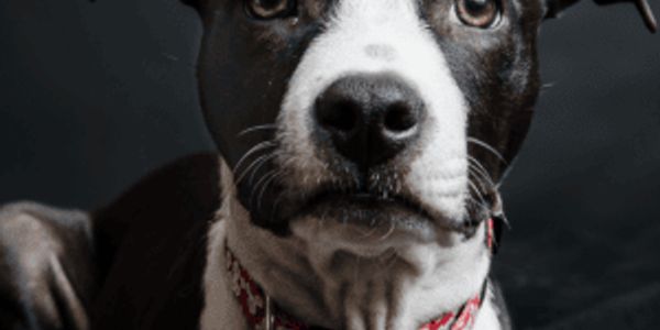 50 major milestones from the history of dogs