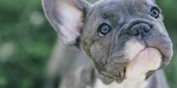 Origins of the 50 most popular dog breeds