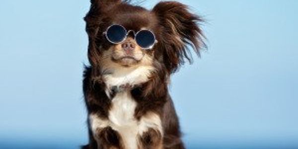 New rankings: Most popular dog breeds in America 2020