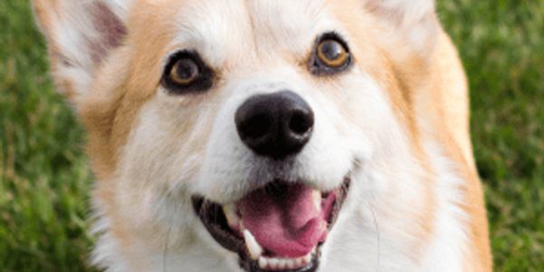 Most popular dog breeds of the 21st century