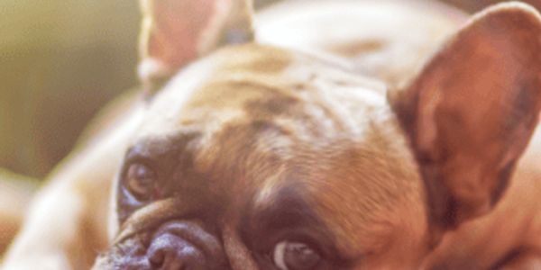 What 25 dogs were bred for