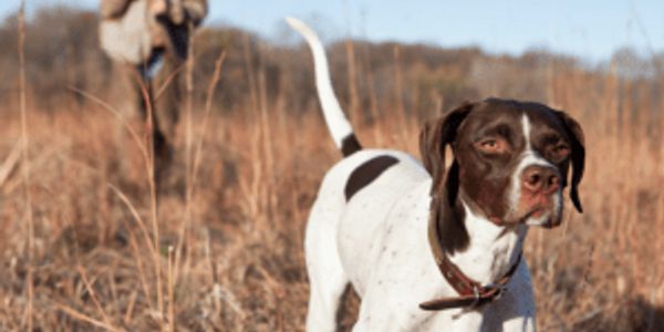 Best dog breeds for hunting