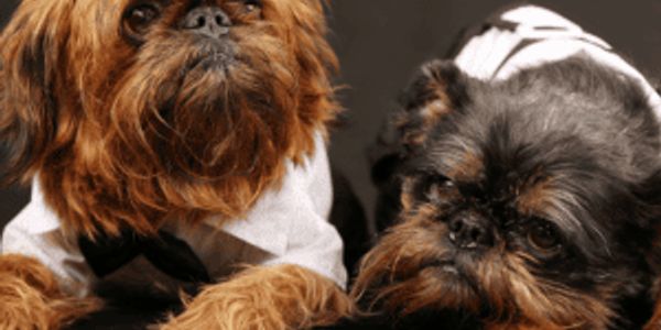 Most popular and newsworthy dogs you should know about