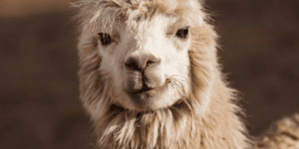 20 examples of therapy animals that aren't dogs