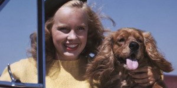 Most popular dog breed the year you were born