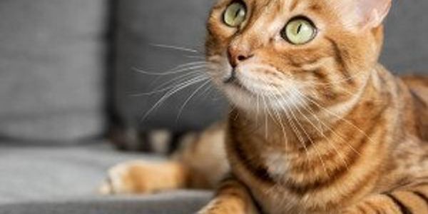 Can you answer these real Jeopardy questions about cats?