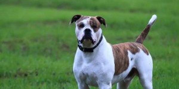 16 dogs that keep the noise down