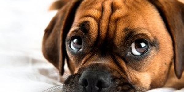 10 designer dog breeds in photos