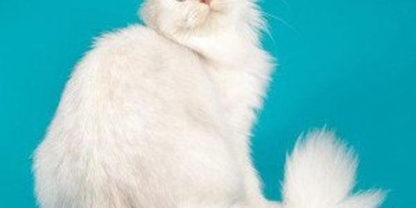 Biggest cat breeds