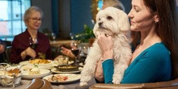 Can your dog eat Christmas dinner? The holiday foods pets can and can’t have