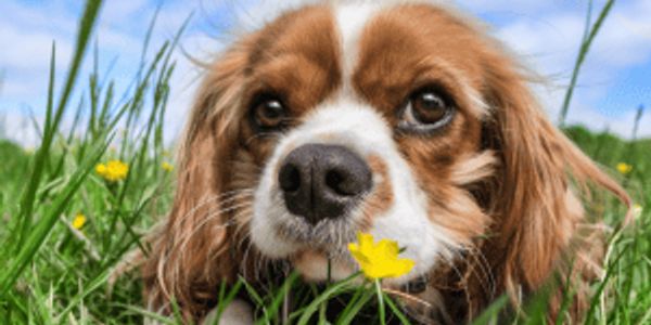 The most popular dog names of 2022 in every state