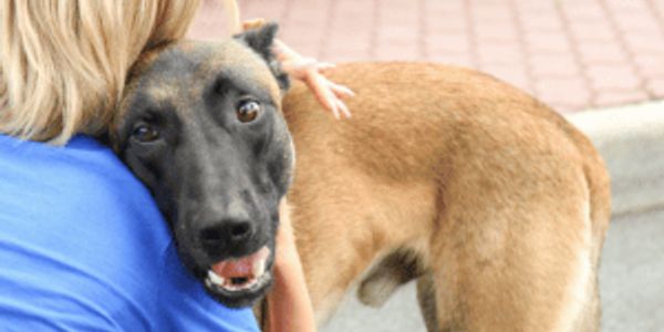 Animal shelters that take in the most dogs and cats in every state