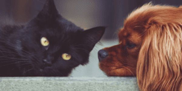 Common household pets that live the longest