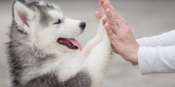 20 ways humans have shaped dogs' evolutionary history