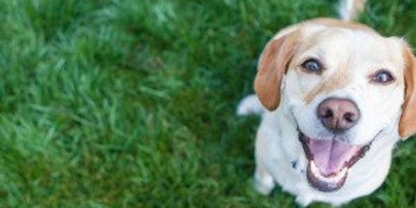 Great dog-related idioms you should know