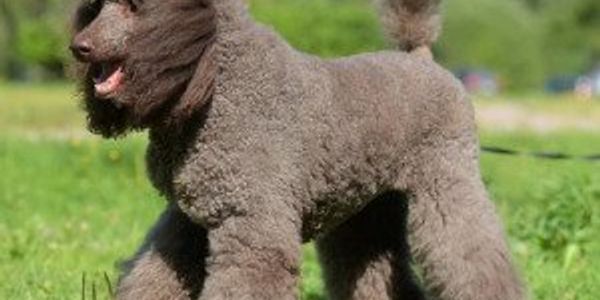 Most popular female dog names