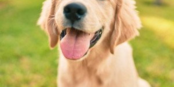 30 photos of labrador retrievers, America's #1 dog breed