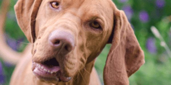 How well do you know your dog breeds?