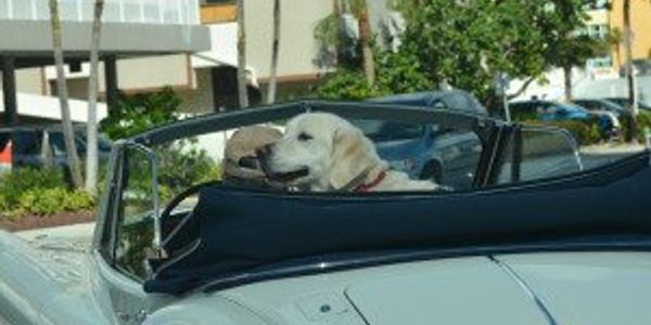 The most dog friendly cities in America