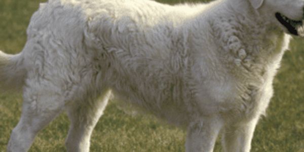 Most popular guard dog breeds