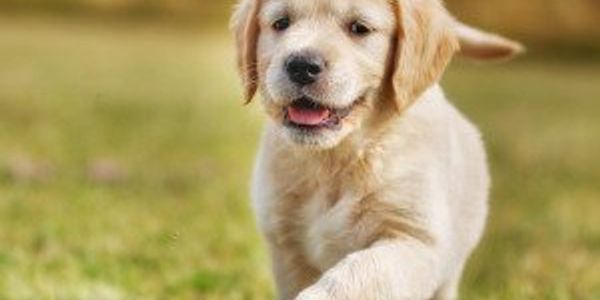 50 least popular dog breeds in America