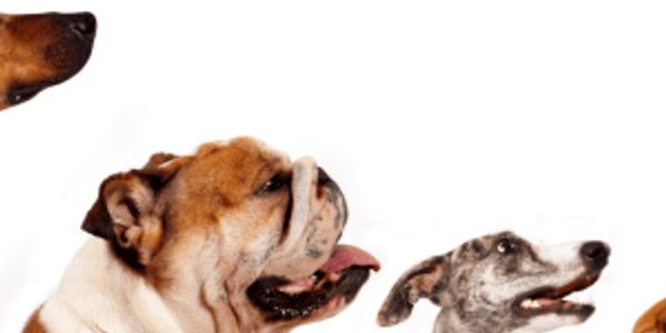 Quiz: Do you know your dog breeds?