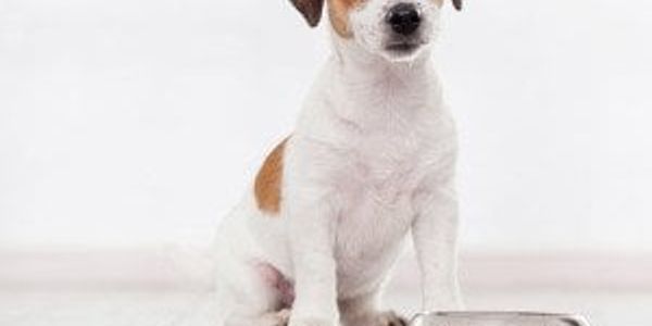 How much to feed a puppy