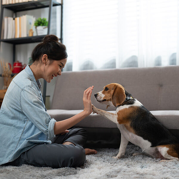 8 fun ways to keep your dog entertained indoors when it’s freezing outside