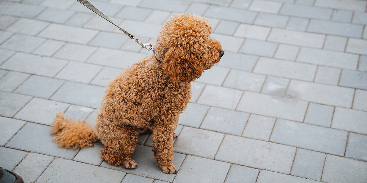 Why your dog suddenly refuses to move in the middle of a walk | AM 1100 ...
