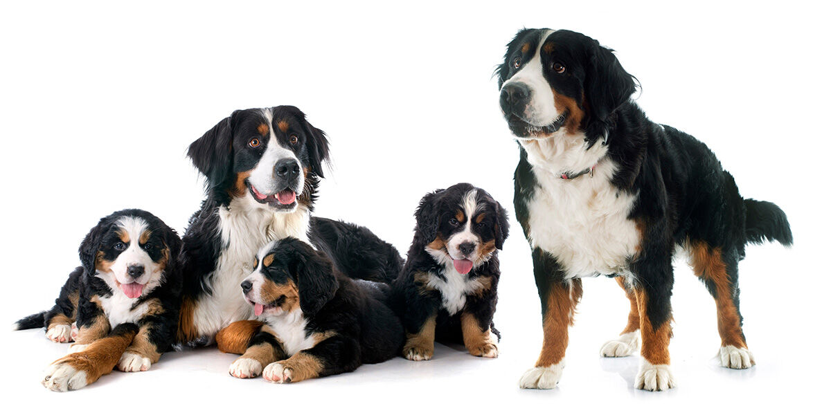 4 key behavioral differences between male and female dogs, according to ...