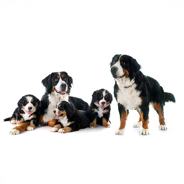 4 key behavioral differences between male and female dogs, according to new survey