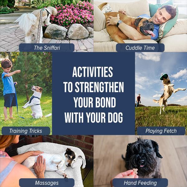How to bond with your dog 