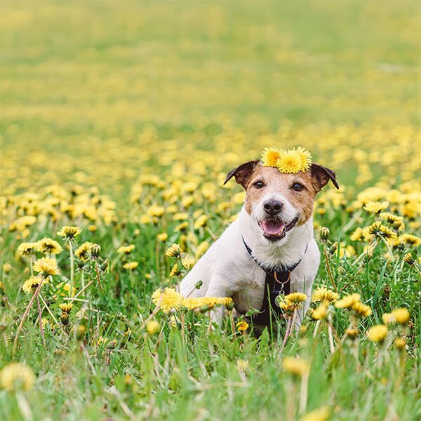Spring allergies in dogs: What pet parents should know when pollen season arrives