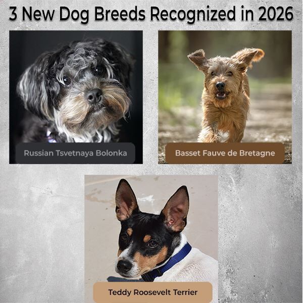 3 New Dog Breeds Recognized in 2026