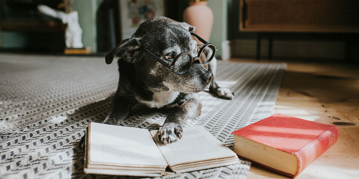Ranking the 25 smartest dog breeds | WFIL 560 AM - Philadelphia, PA
