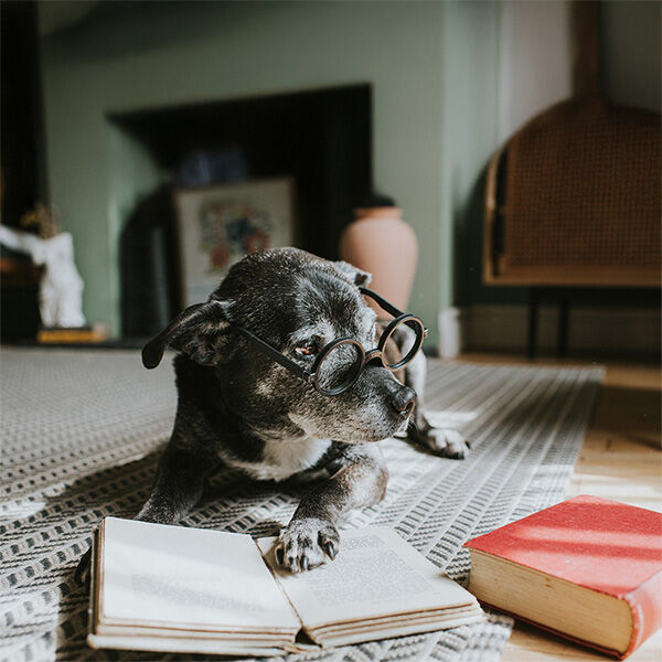 Ranking the 25 smartest dog breeds