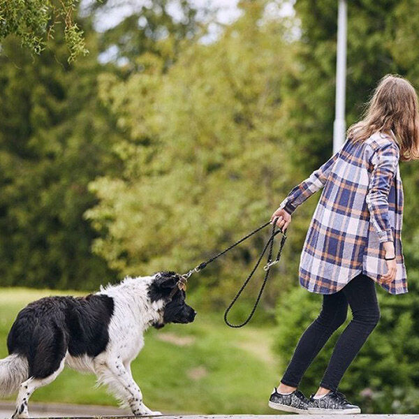 Why your dog refuses to move