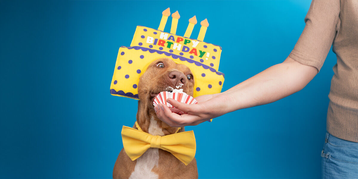 Experts see a rising trend in pet humanization | La Poderosa 990 AM ...