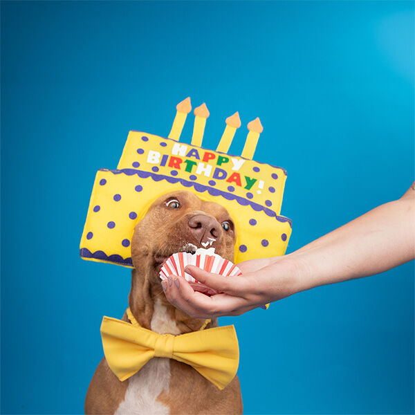 Experts see a rising trend in pet humanization