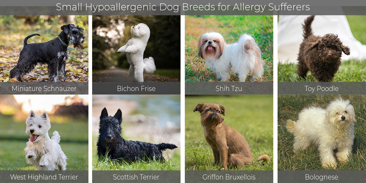 10-small-hypoallergenic-dog-breeds-that-barely-shed-105-1-fm-wava