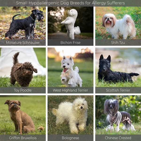 10 small hypoallergenic dog breeds
