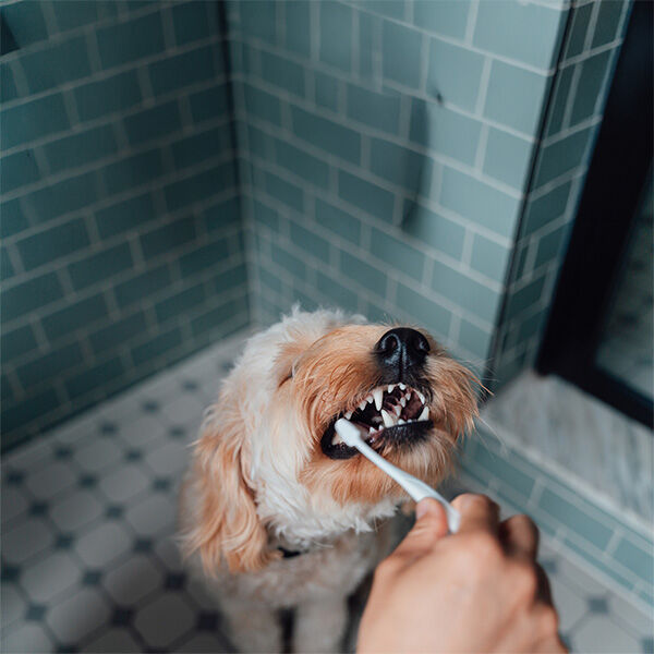 There's a national holiday for kissing your dog. There's also a reason you might want to think twice.