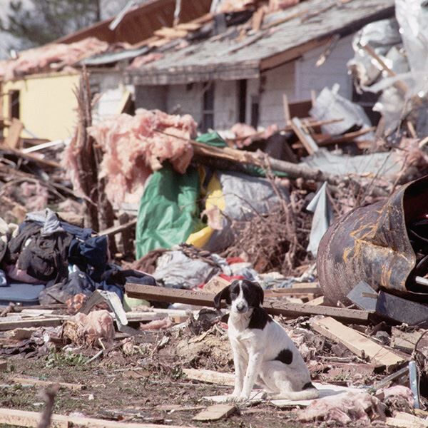 How to prep your pet for a disaster