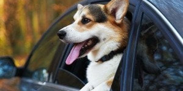 What vets want you to know about traveling with your dog this summer